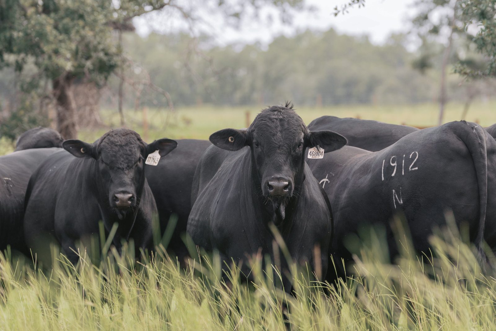 Close-up of Fenco Farms bulls with performance tags