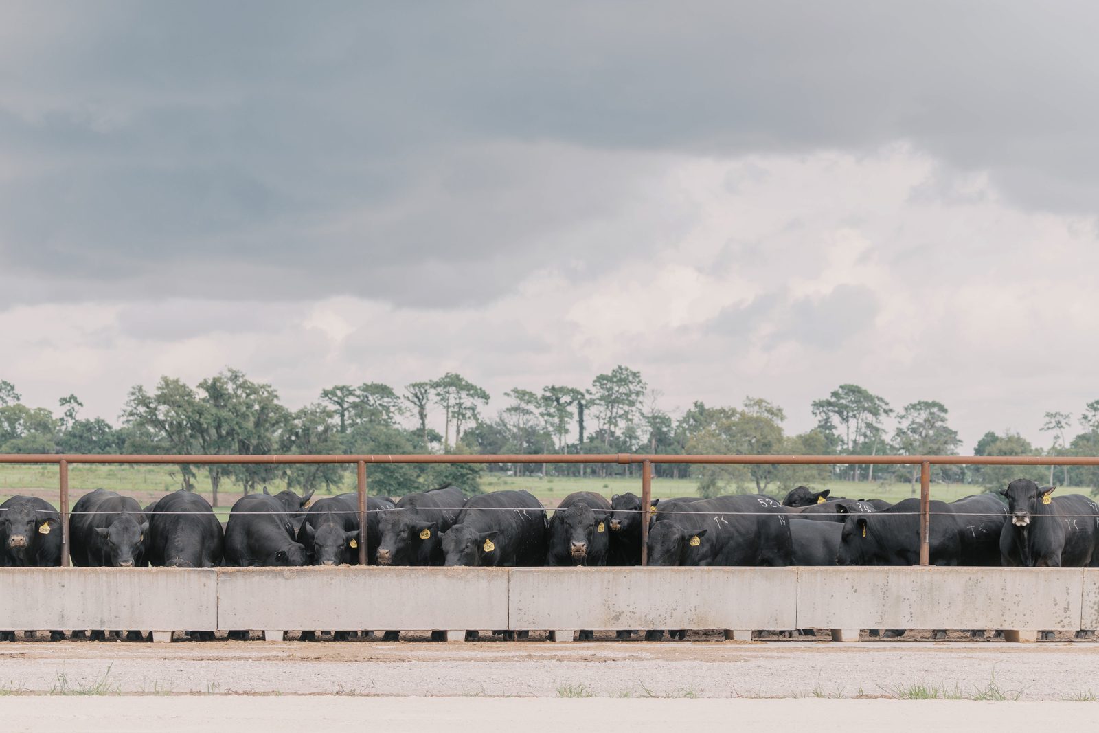 Fenco Farms bulls in the development pen