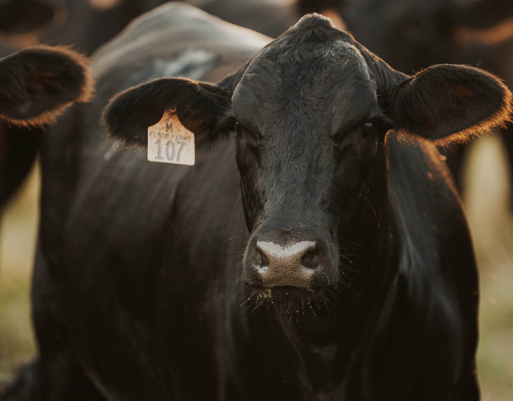 Commercial Cattle