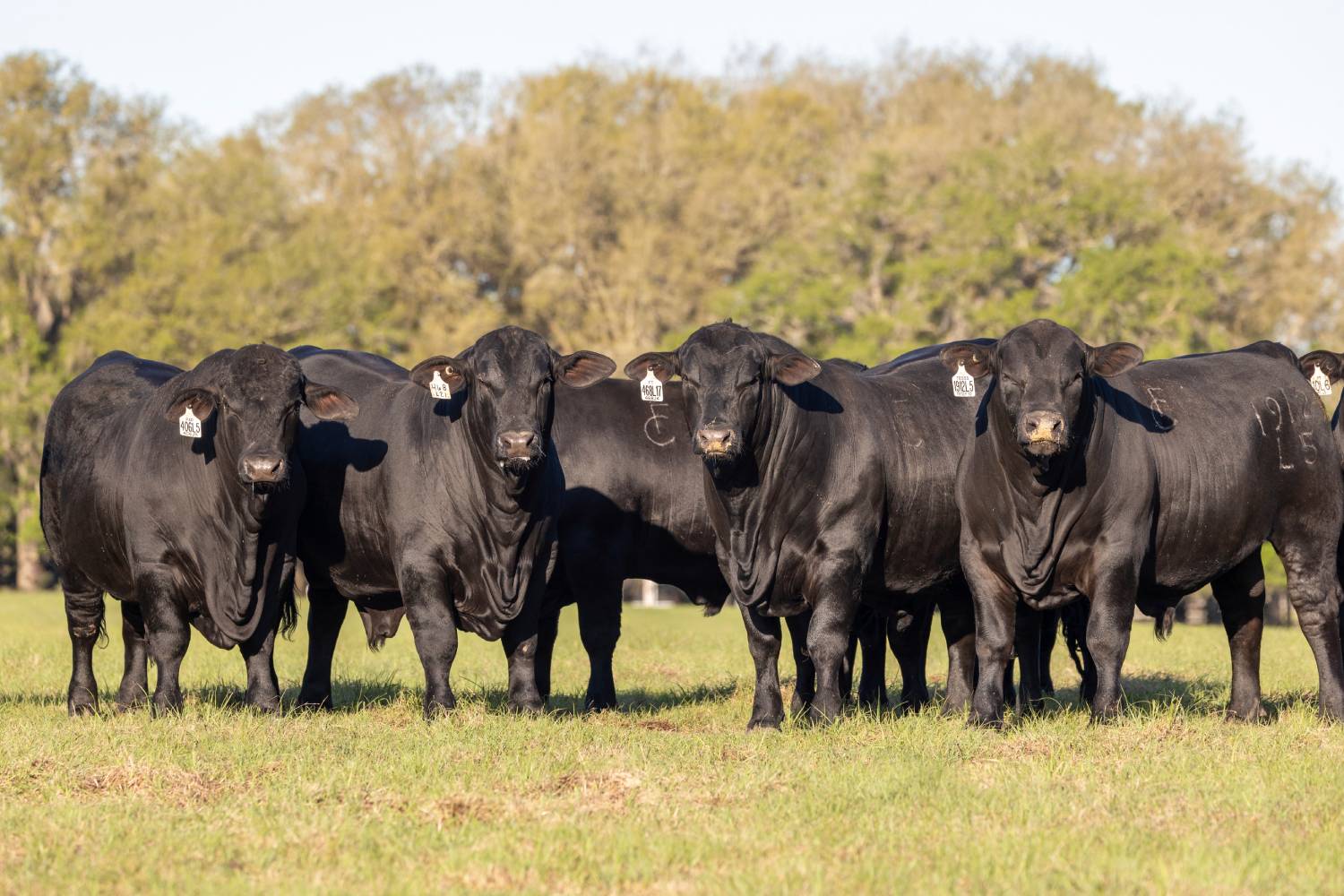 Angus cattle herd grazing at sunrise