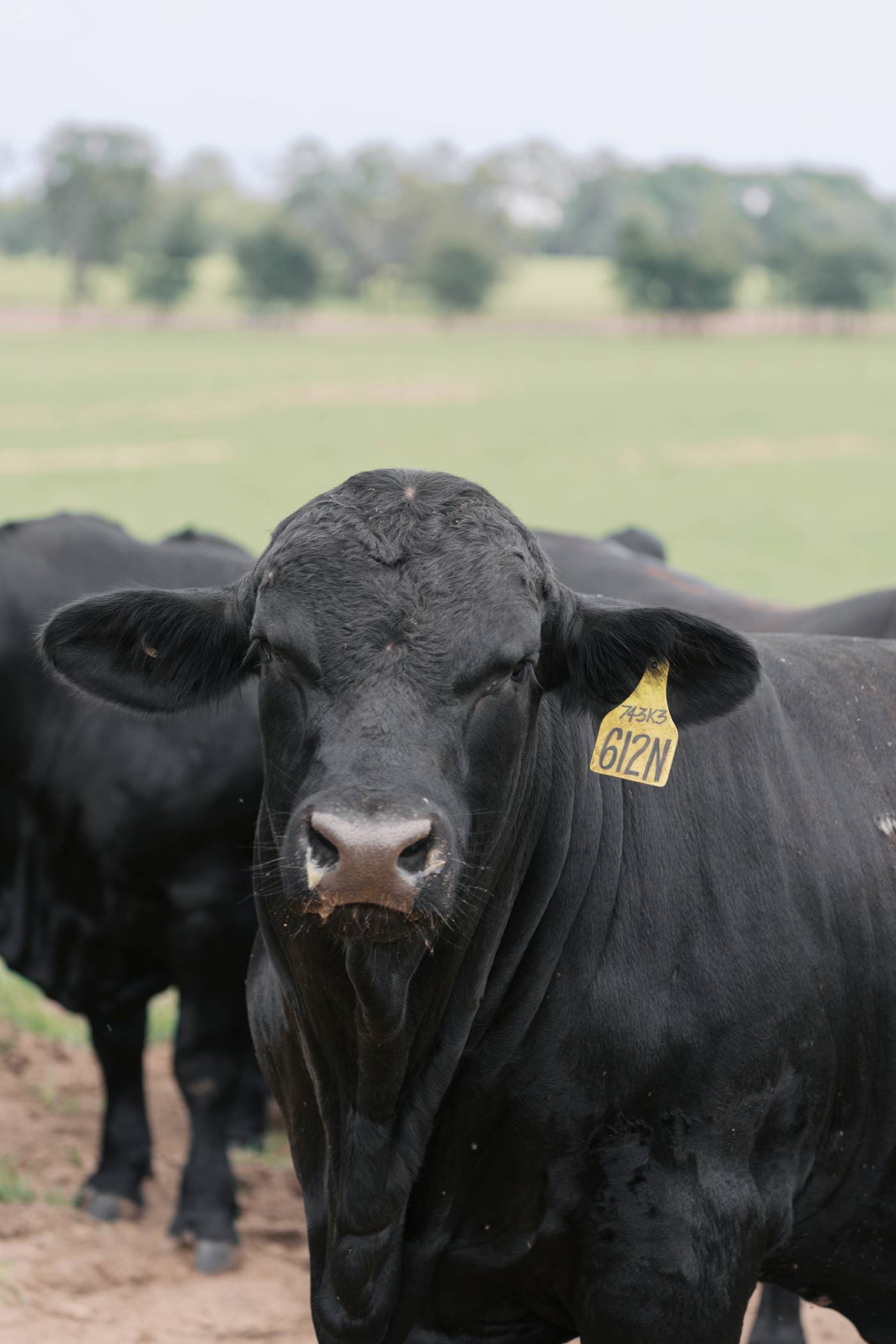 Fenco Farms
