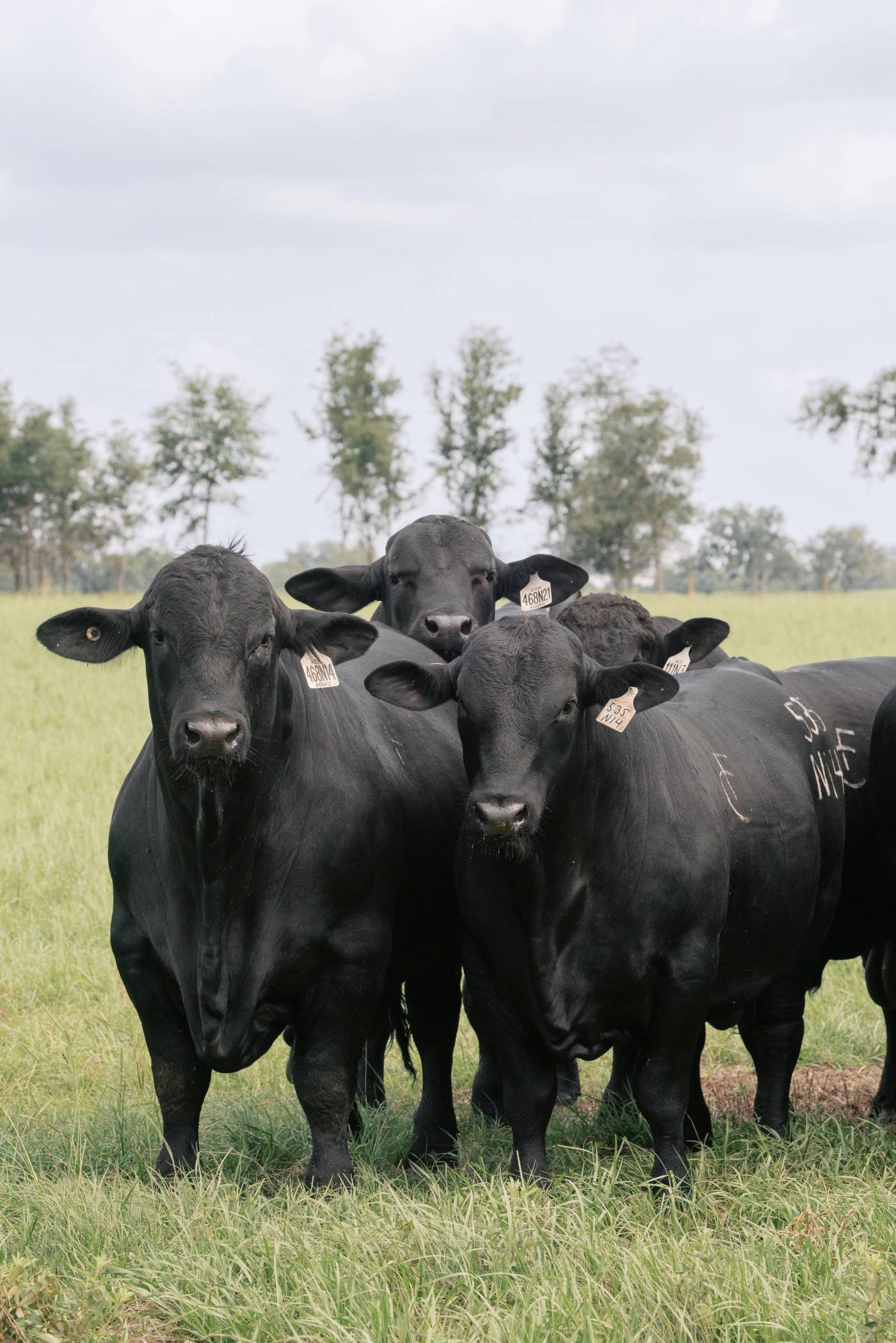Fenco Farms