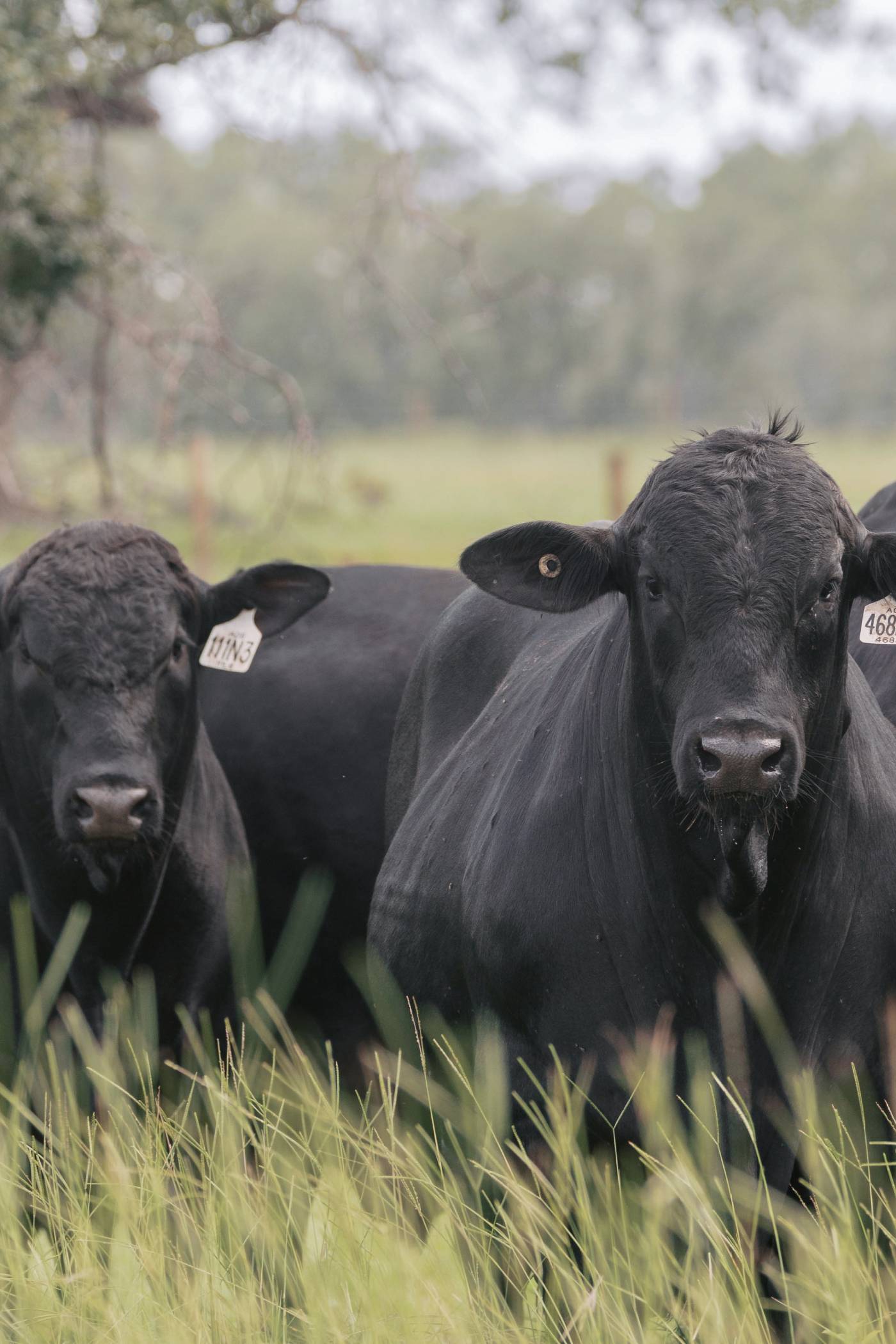 Fenco Farms